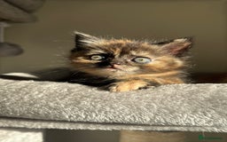 Persian cats for sale: mixed bombay and persian kittens  - Image 23
