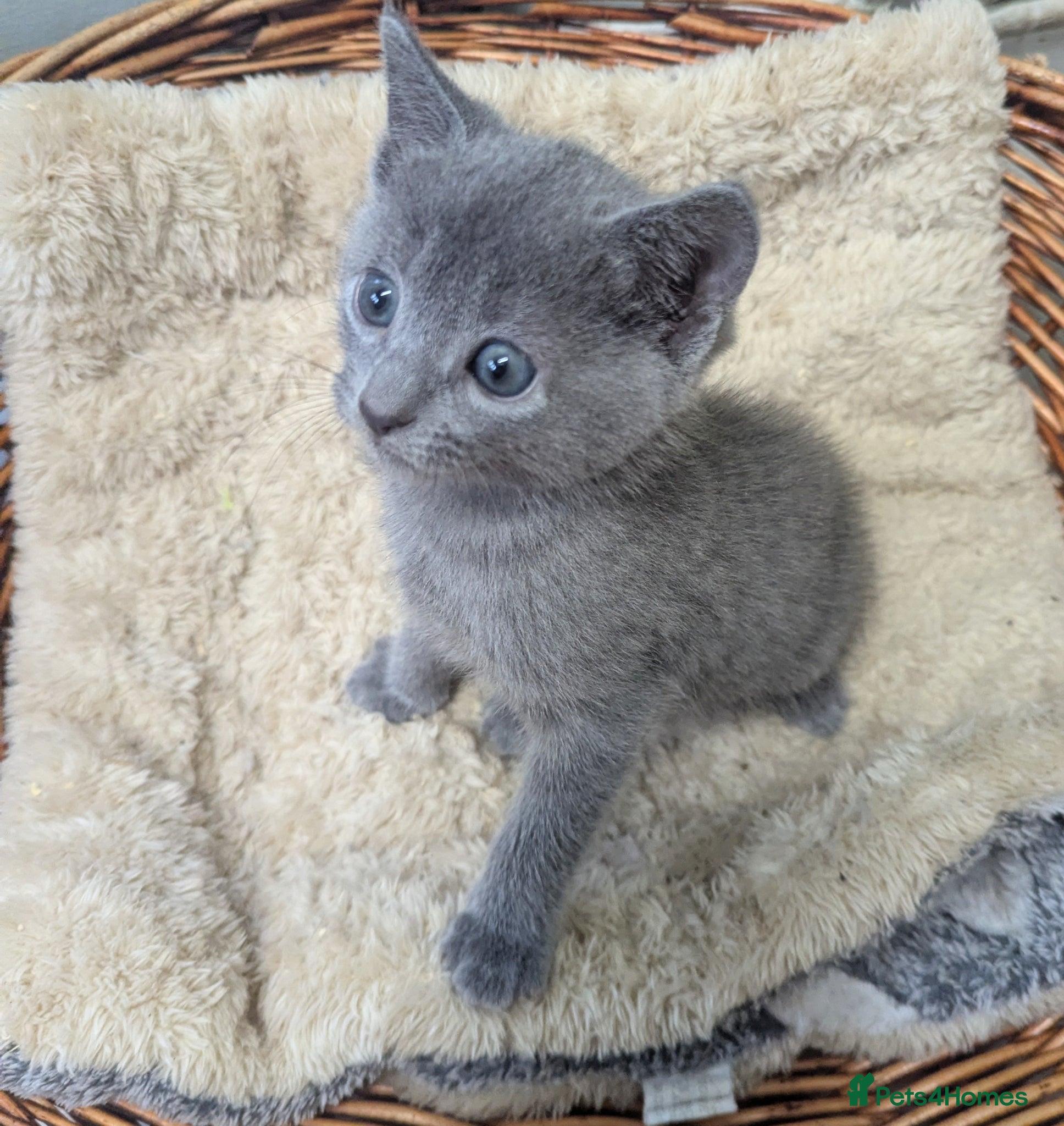 Russian Blue cats TICA Pedigree kittens - Advert 2