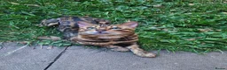 Bengal cats for stud: Bengal cat for stud, Fabio. - Advert 6