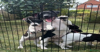 Jack Russell dogs - Advert 1