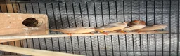 Mixed Breed birds for sale: Zebra Finches  - Advert 3