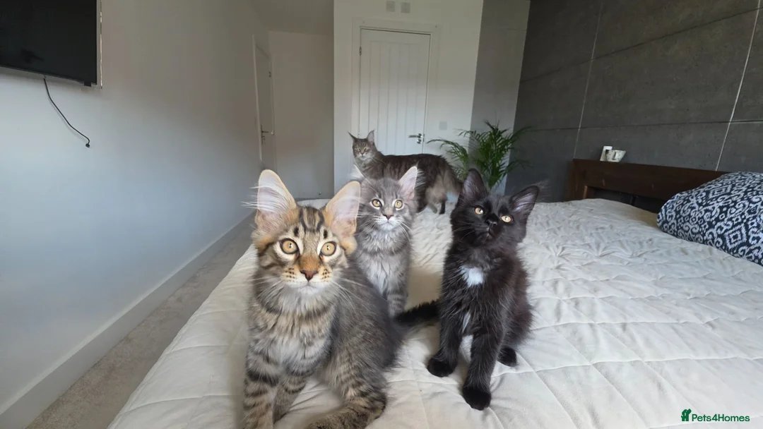 Maine Coon cats for sale: Beautiful Maine Coon Kittens for Sale - Advert 1