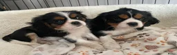 Cavalier King Charles Spaniel dogs for stud: Kennel club chocolate bleniham  - Advert 6