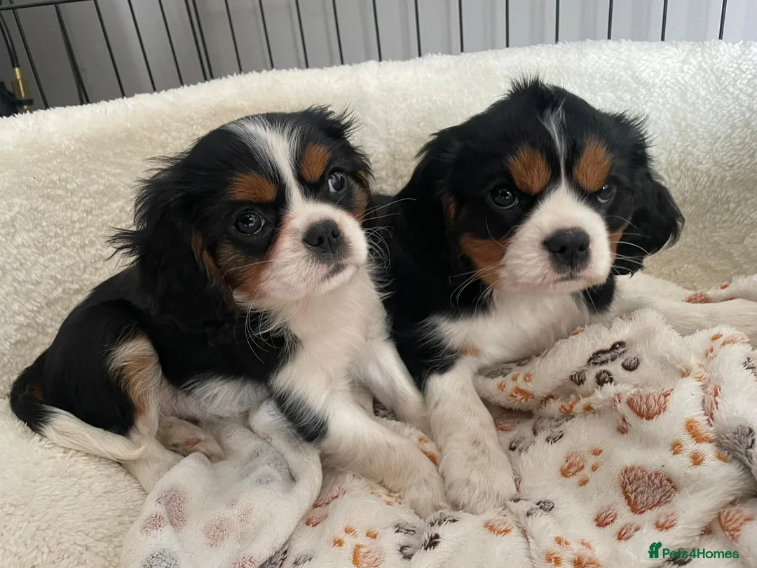 Cavalier King Charles Spaniel dogs for stud: Kennel club chocolate bleniham  - Advert 6