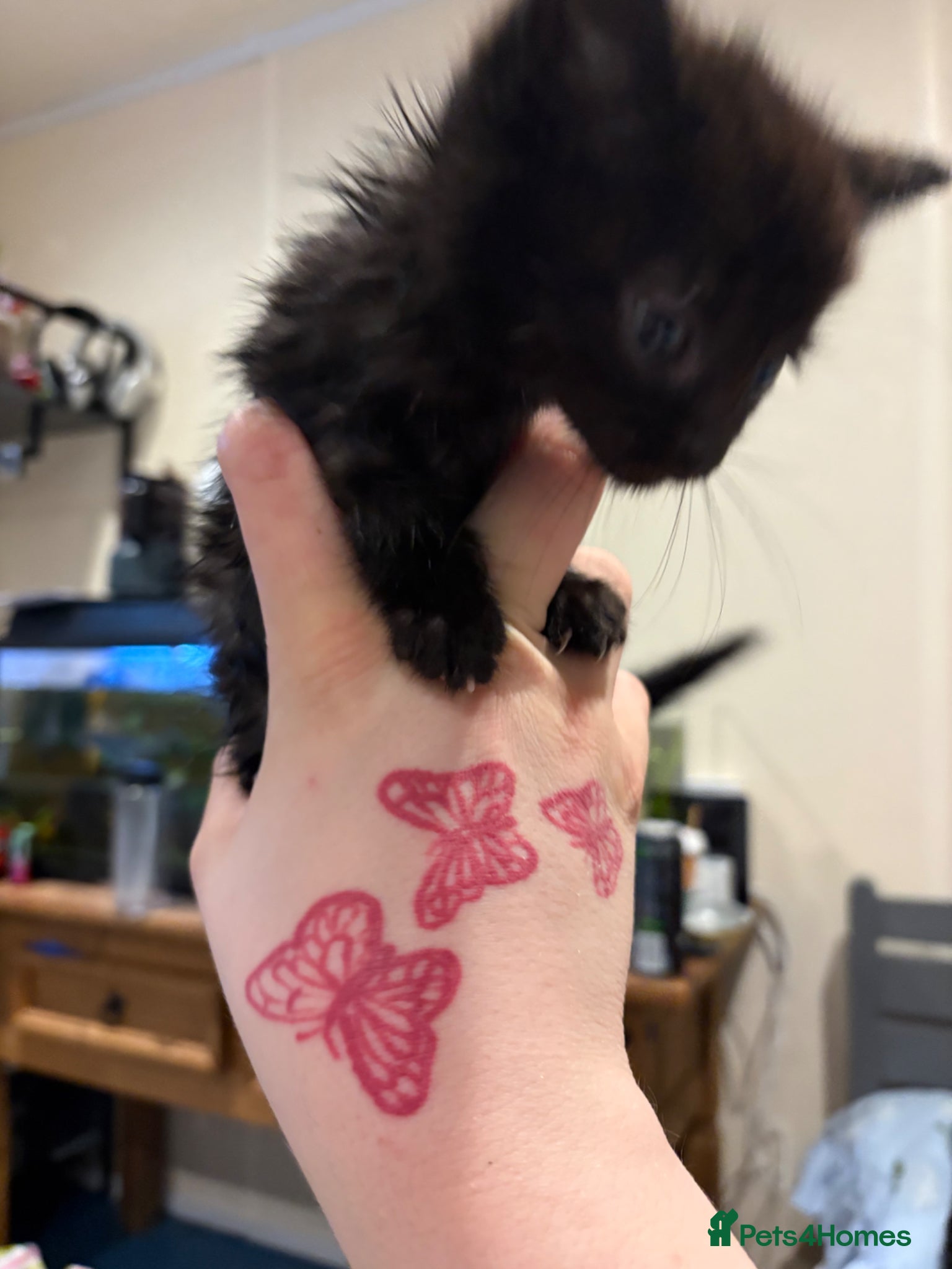 Mixed Breed cats for sale: Kitten  - Advert 2