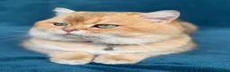 British Shorthair cats for sale: British shorthair blue golden kittens GCy - Advert 30