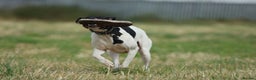 Pointer dogs for stud: Proven Health tested pointer  in Doncaster - Advert 3