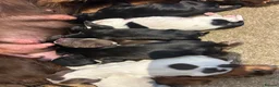 Sprocker dogs for sale: F1 Sprocker puppies.  - Advert 5