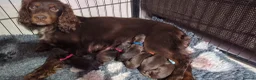 Cocker Spaniel dogs for sale: Beautiful Working Cocker Pups  - Advert 11