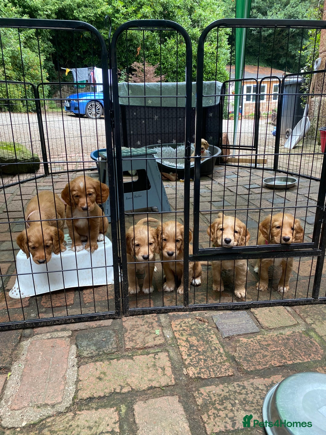 Cocker Spaniel dogs for sale: Stunning Top Working Cocker Spaniel Puppies - Image 3