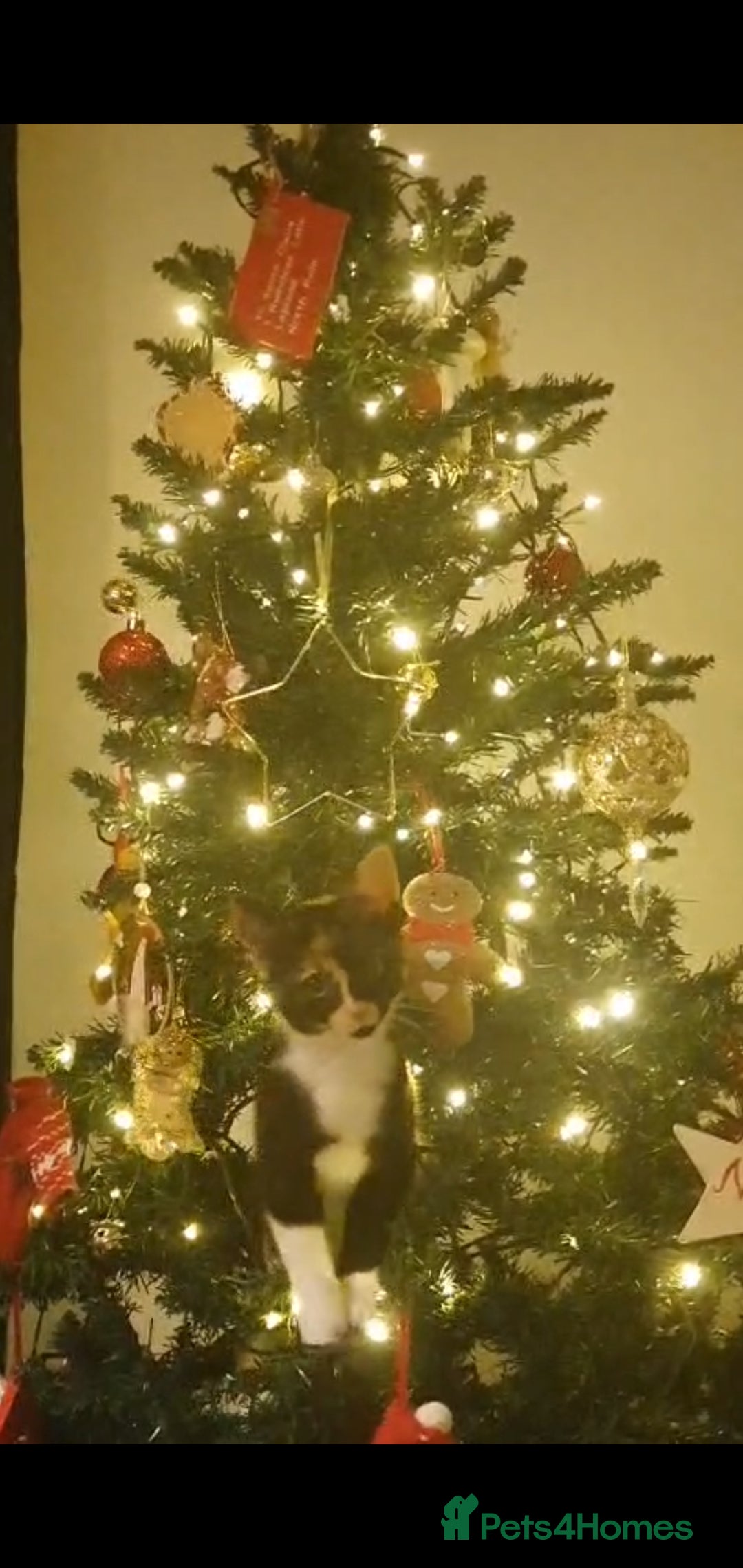 Mixed Breed cats for sale: Calico female kitten - Advert 4