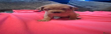 Labrador Retriever 4