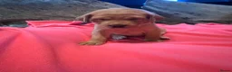Labrador Retriever dogs for sale: Beautiful Black and golden Labrador puppies - Advert 14