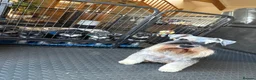 Miniature Schnauzer dogs for sale: 3 beautiful pups available  in Newton Aycliffe - Advert 5