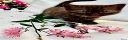 Scottish Fold cats for sale: 5 Scottish Fold Kittens for sale - Advert 6