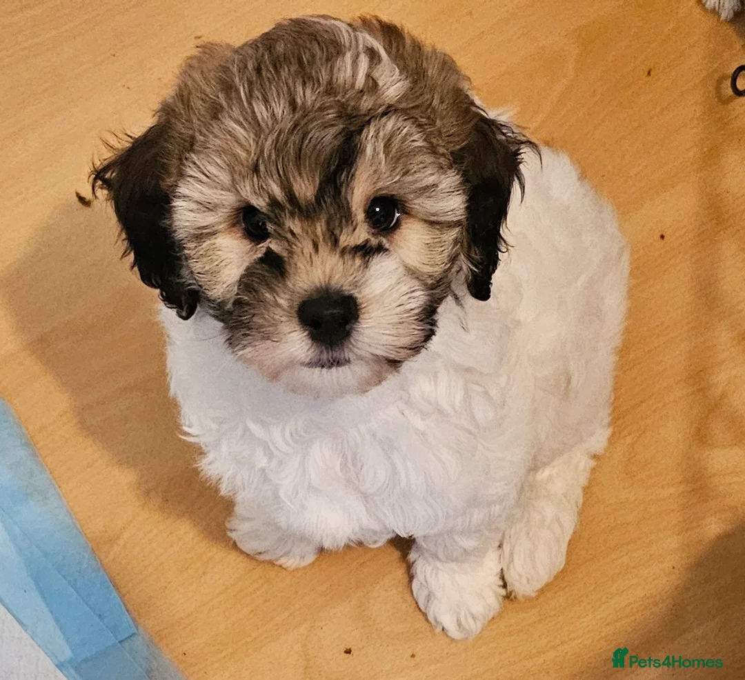 Shihpoo dogs for sale: Beautiful 3rd Generation Shihpoos  - Advert 11