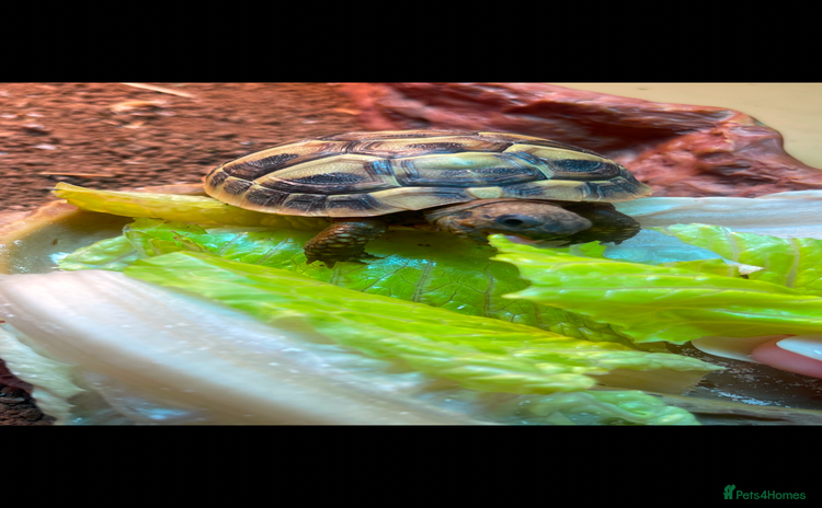 Hermann Tortoise reptiles - Advert 2