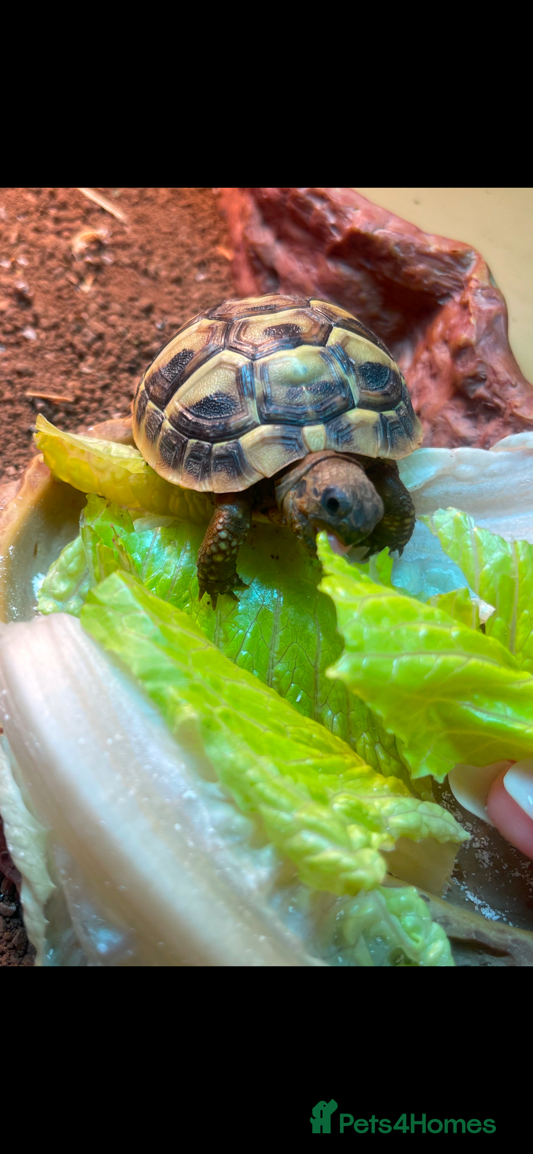 Hermann Tortoise reptiles for sale: Hermann Tortoise  - Image 1