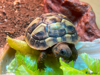 Hermann Tortoise reptiles - Advert 12