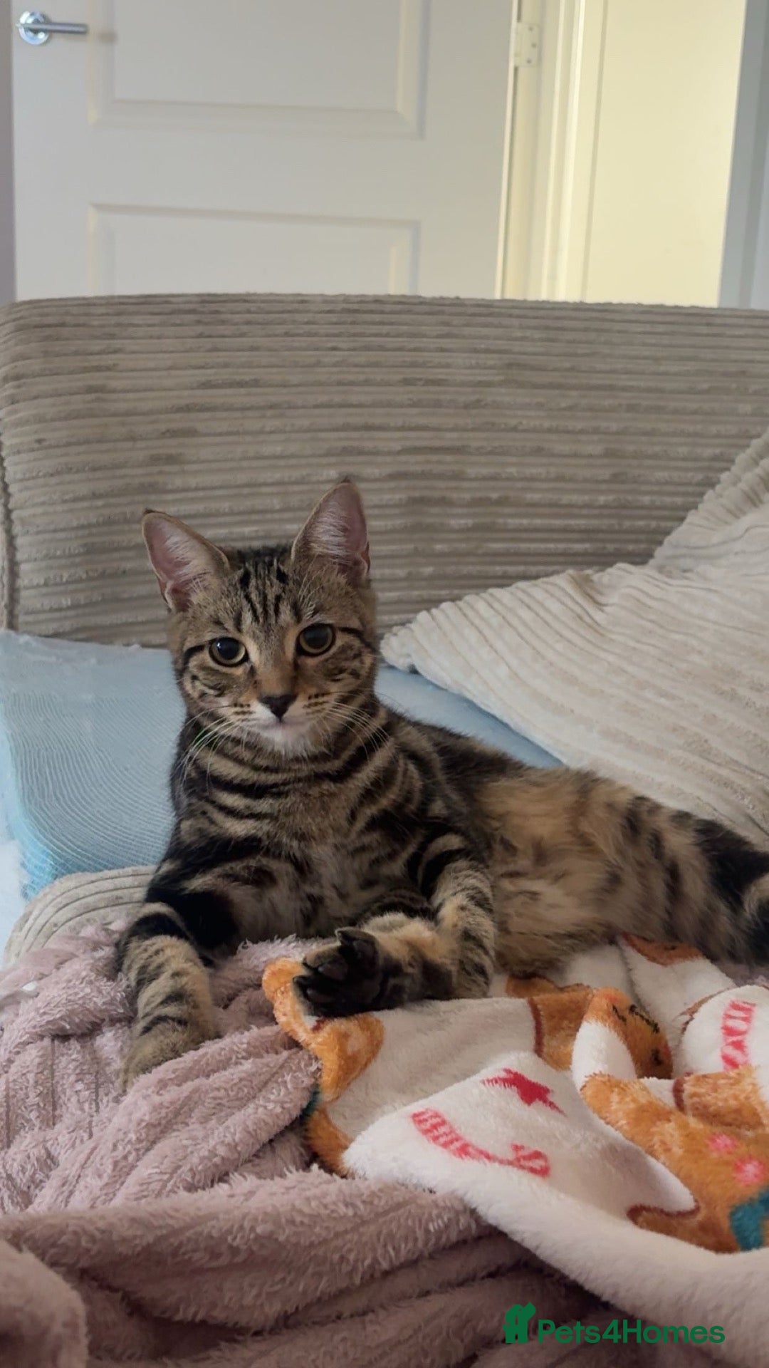 Mixed Breed cats for sale: 2 loving kittens needing a new home 🥰 - Advert 1