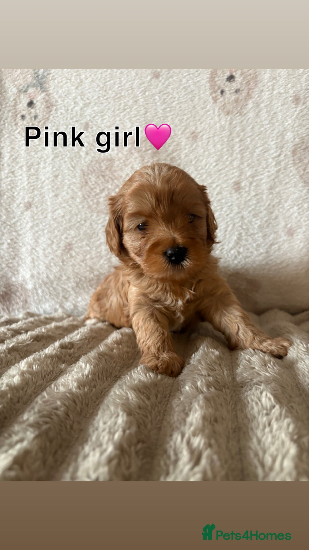Cavapoo dogs for sale: Beautiful F1b red Cavapoo’s  - Advert 5