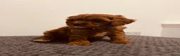 Cavapoo dogs for sale: Darling Cavapoos  - Advert 13