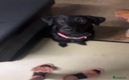 Labrador Retriever dogs for sale: Female black lab  - Image 3