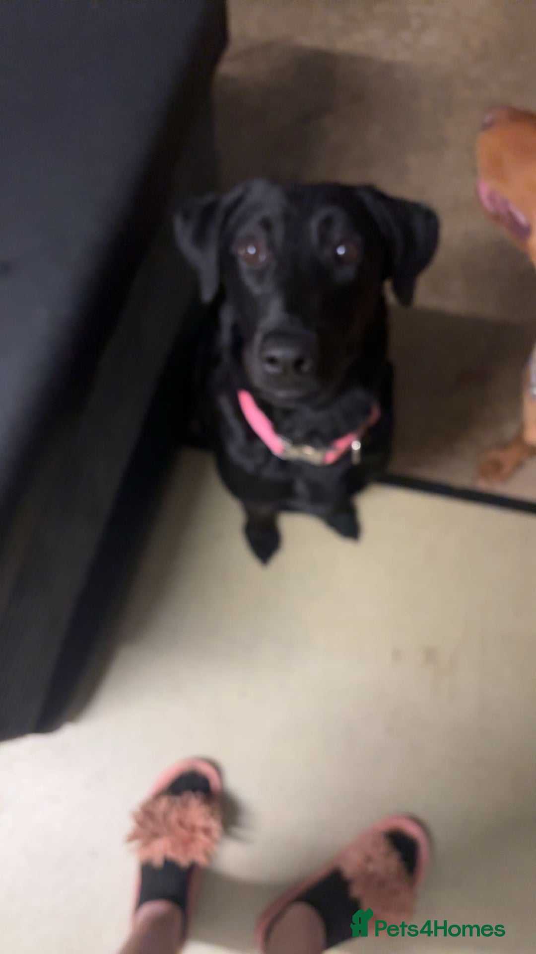 Labrador Retriever dogs for sale: Female black lab  - Image 3