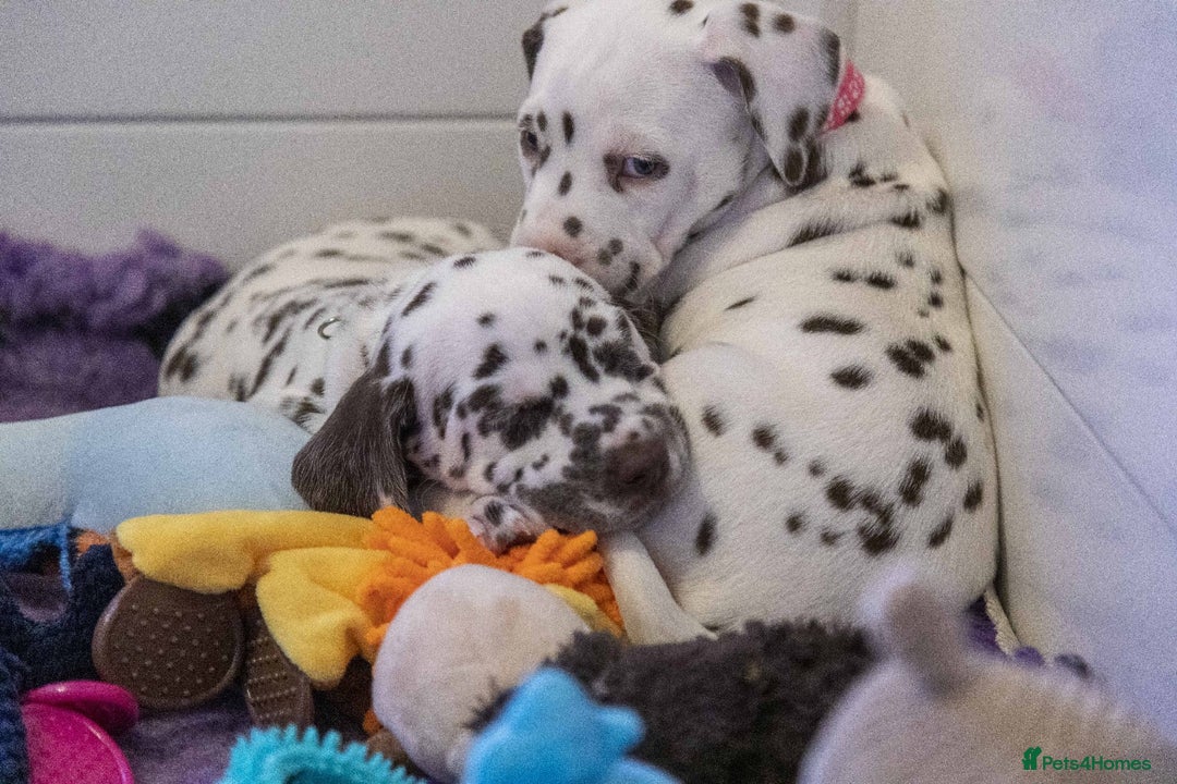 Dalmatian dogs for sale: This is an all liver litter of Dalmatian puppies - Advert 9