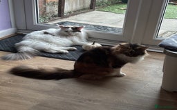 Maine Coon cats for sale: 2 Adult Maine Coon female  - Image 1