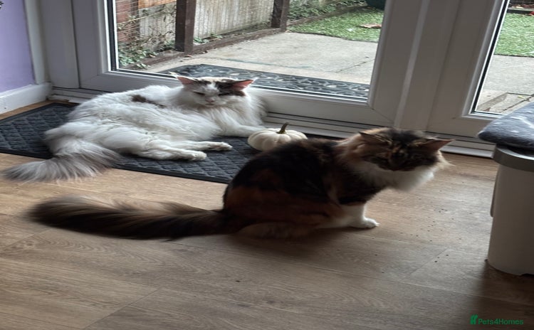 Maine Coon cats - Advert 2