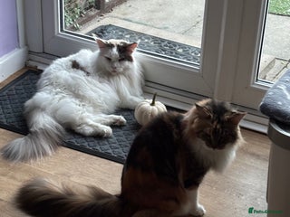 Maine Coon cats - Advert 3