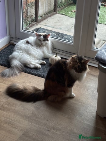 Maine Coon cats - Advert 3
