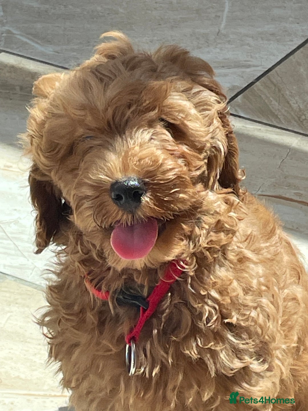 Cavapoochon dogs for sale: Stunning girls and boys - Image 8
