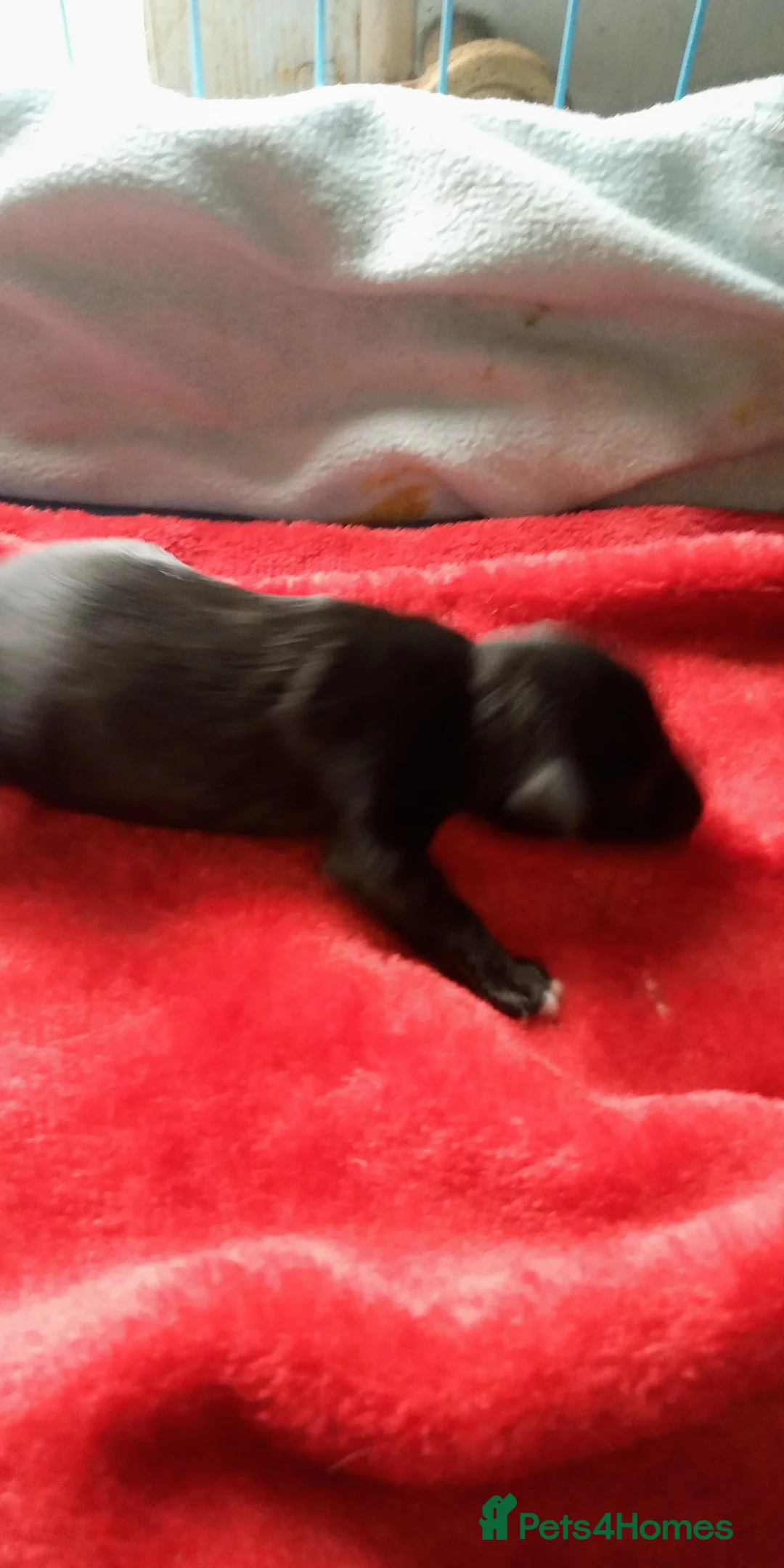 Miniature Schnauzer dogs for sale: Miniature Schnauzers Puppies - Advert 4