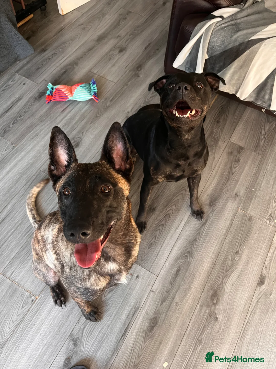 Mixed Breed dogs for sale: 3 girls left  - Advert 12