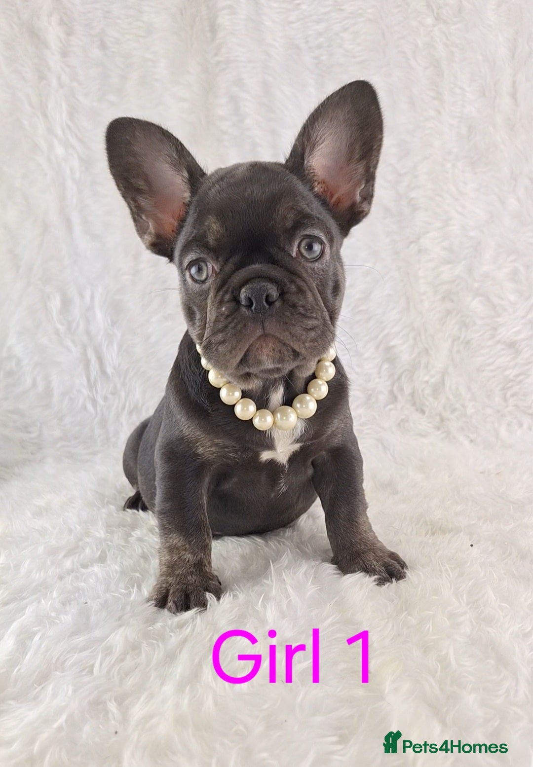 French Bulldog dogs for sale: Classic French Bulldog Puppies  - Image 9