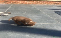 Olde English Bulldogge dogs for sale: Olde English Bulldog Puppies - Image 5