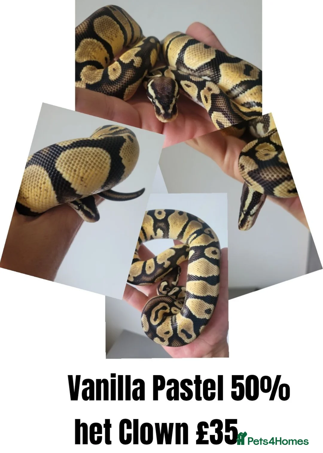 Python Snake reptiles for sale: Royal ("Ball") Pythons for rehoming from £10 - Advert 2