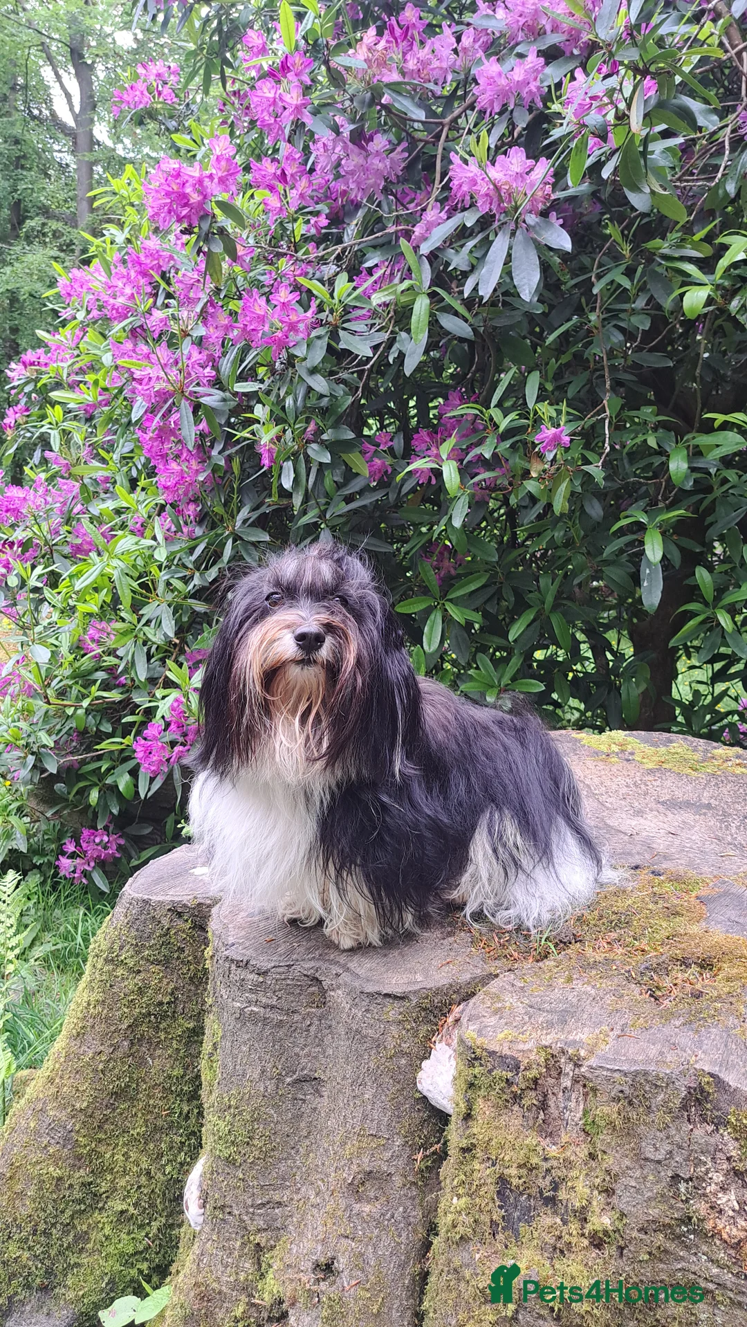 Havanese dogs for stud: Havanese for stud in Newtownards - Advert 4