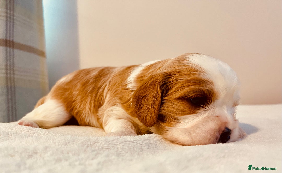 Cavalier King Charles Spaniel dogs for sale: Stunning KC Cavalier King Charles Spaniel Puppies. - Image 15