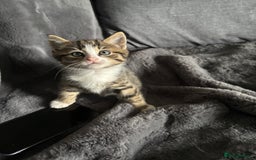 Mixed Breed cats for sale: Litter off 5 half bengal kittens  - Image 14