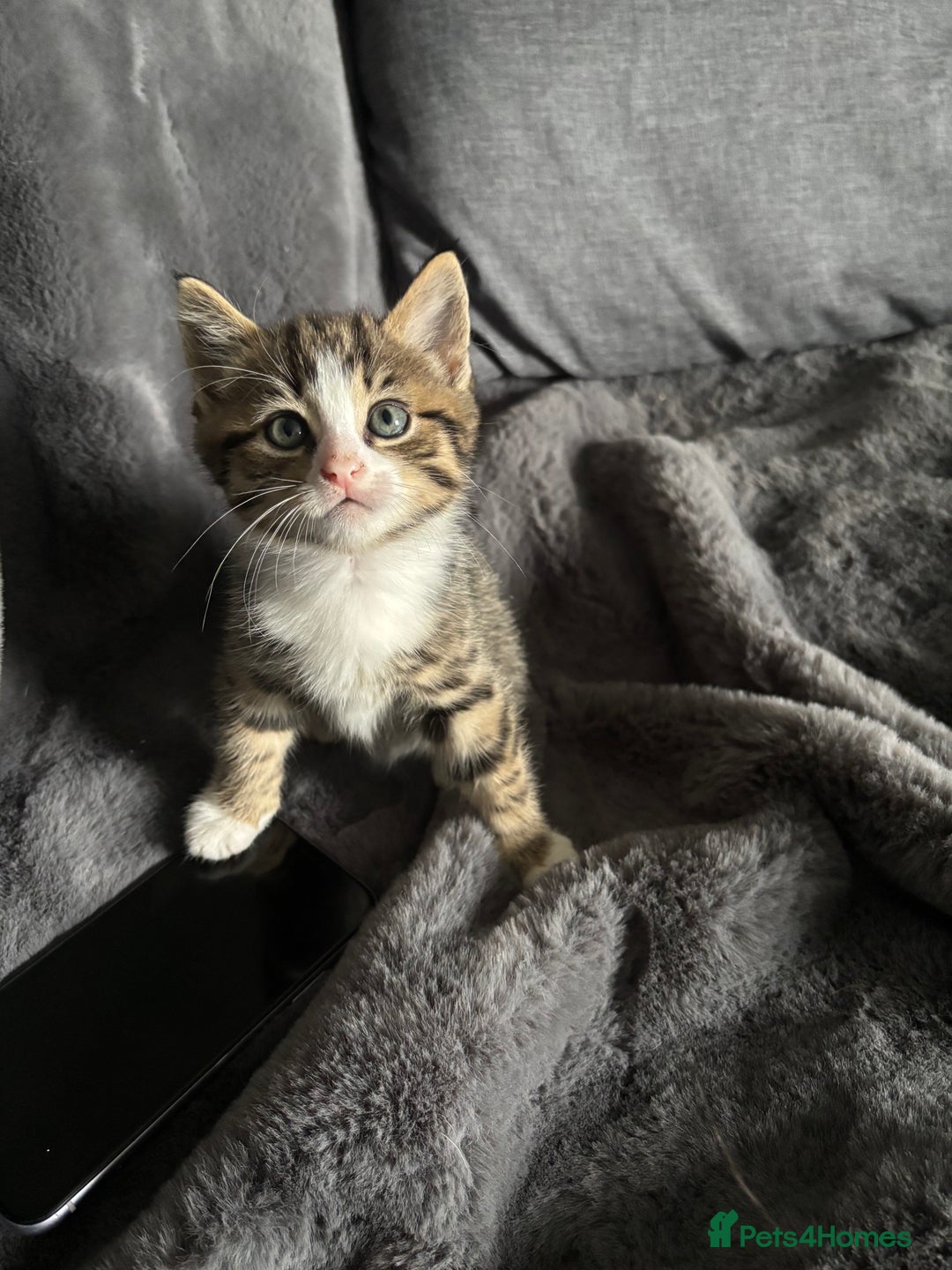 Mixed Breed cats for sale: Litter off 5 half bengal kittens  - Image 14