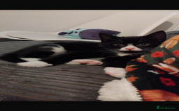 Mixed Breed cats for sale: Beautiful black & white kitten - Image 2