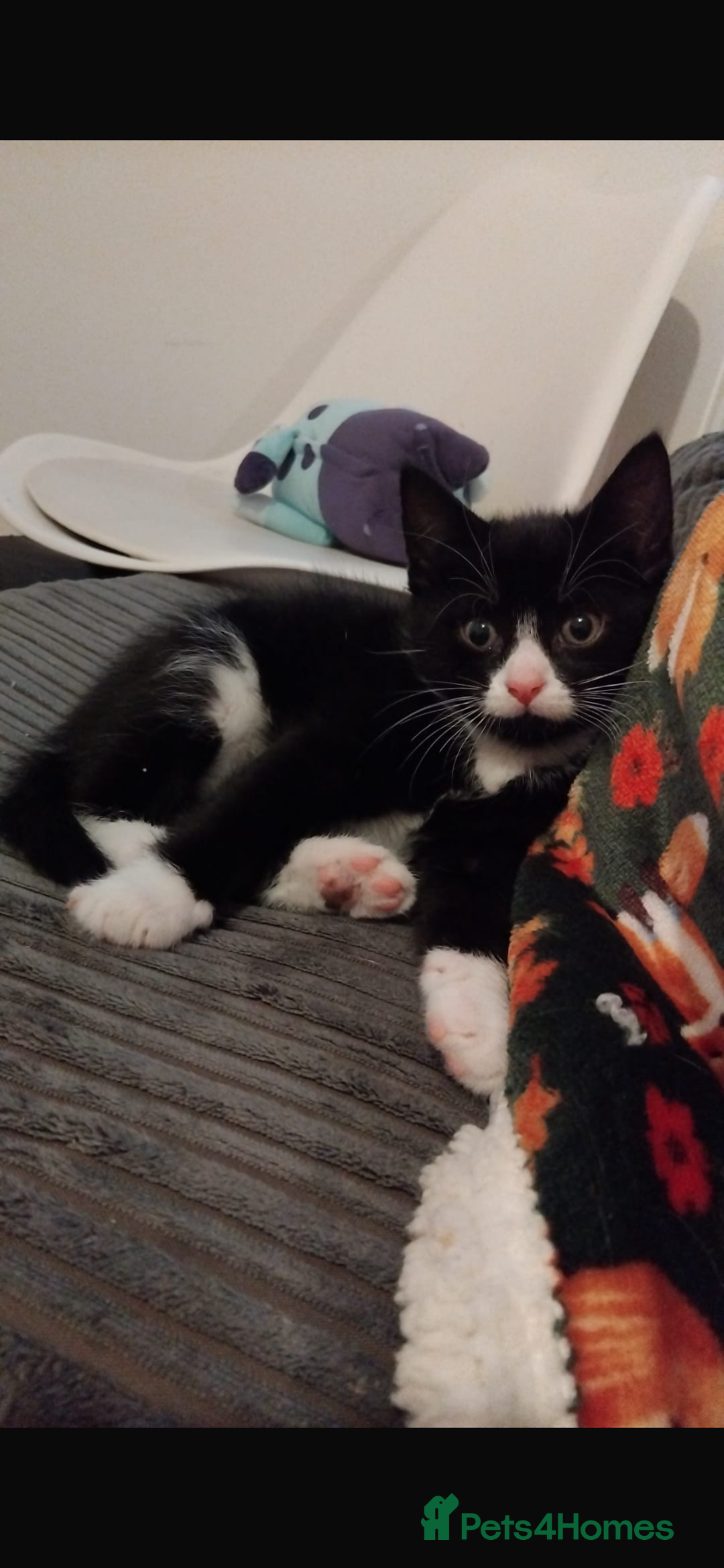 Mixed Breed cats for sale: Beautiful black & white kitten - Image 2