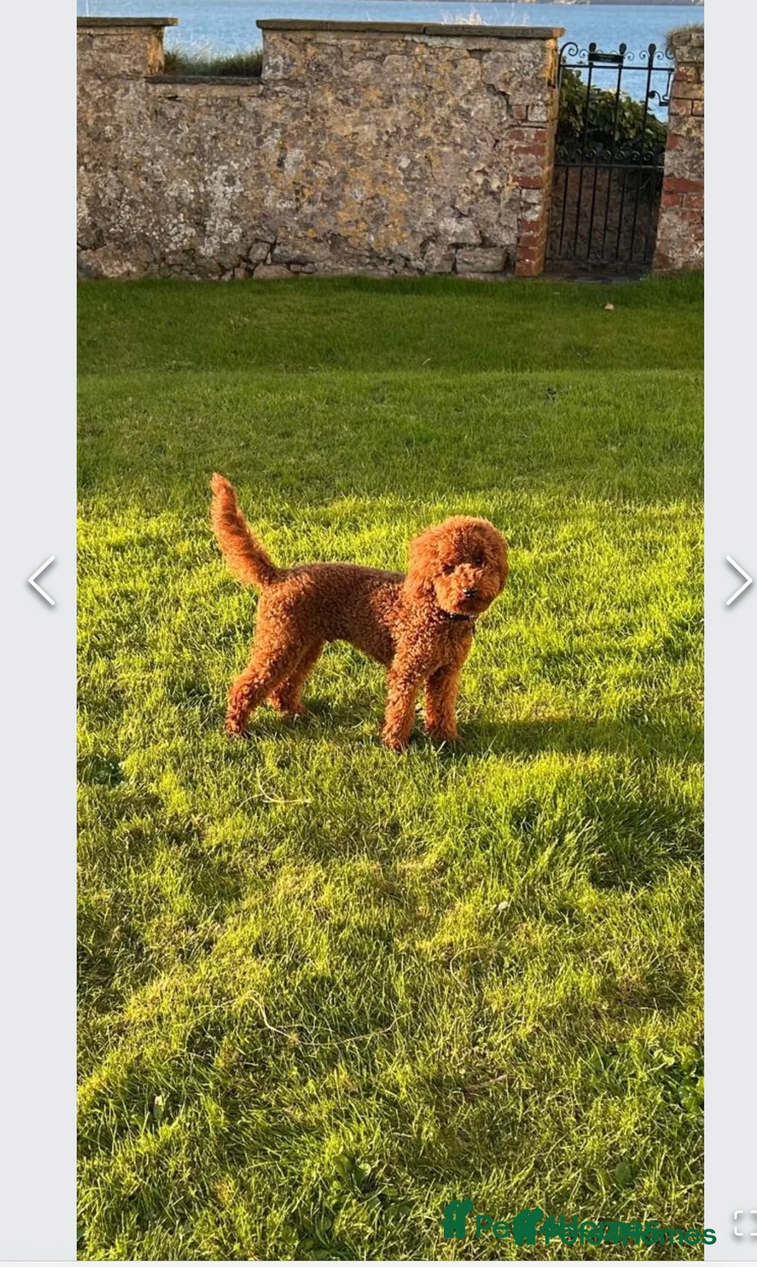 Maltipoo dogs for sale: Maltipoo - Advert 7