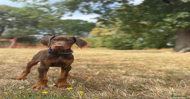 Dobermann dogs - Advert 1