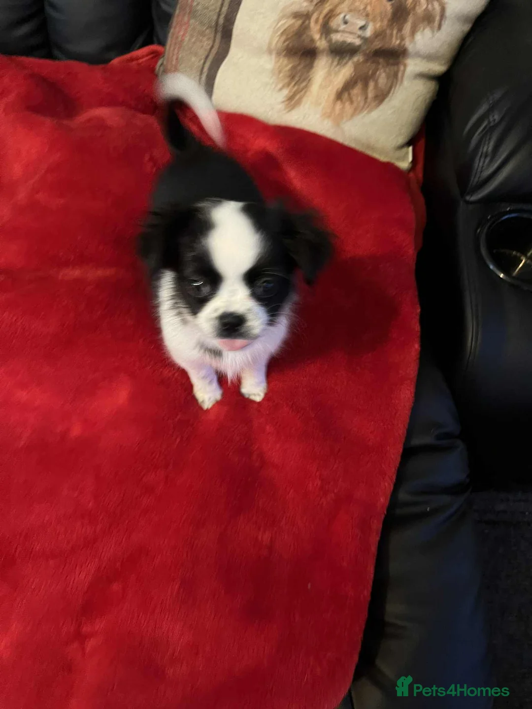 Chug dogs for sale: Chug Puppy for Sale Best of Litter (Longhaired) - Advert 5