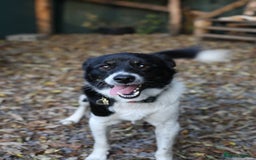 Mixed Breed dogs for adoption: 💙🐶 BOB 🐶💙 - Image 5