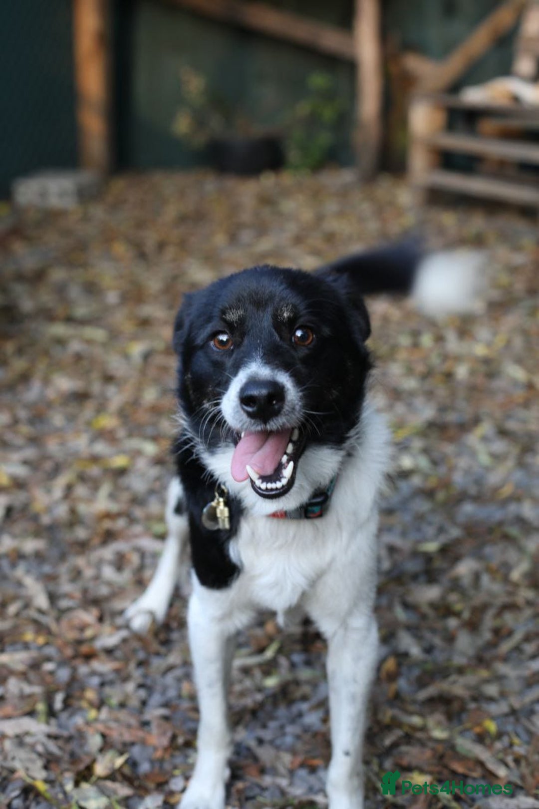 Mixed Breed dogs for adoption: 💙🐶 BOB 🐶💙 - Image 5